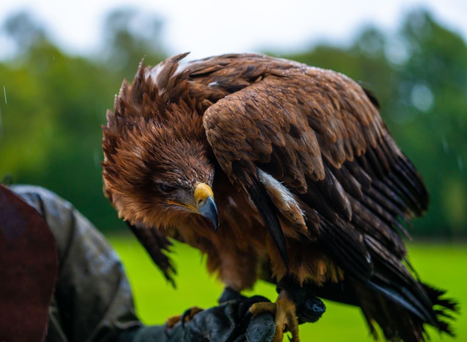 Falconry experience
