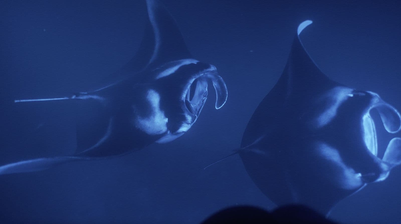 Night manta dive