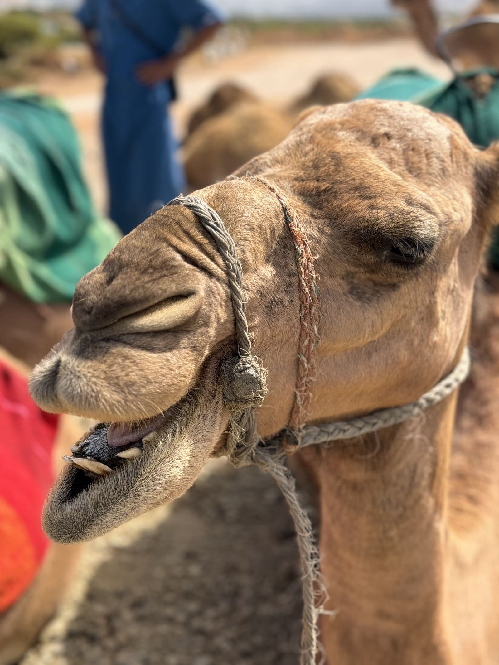 Desert excursion, Morocco