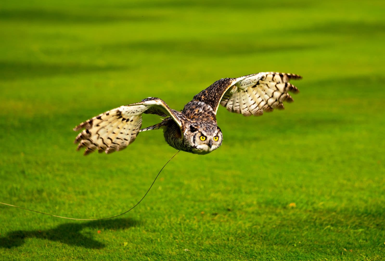 Falconry experience