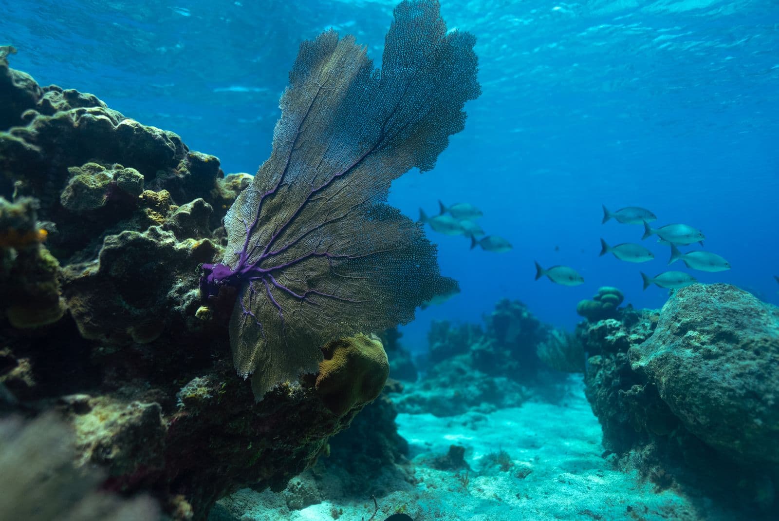 Reef, Grand Cayman
