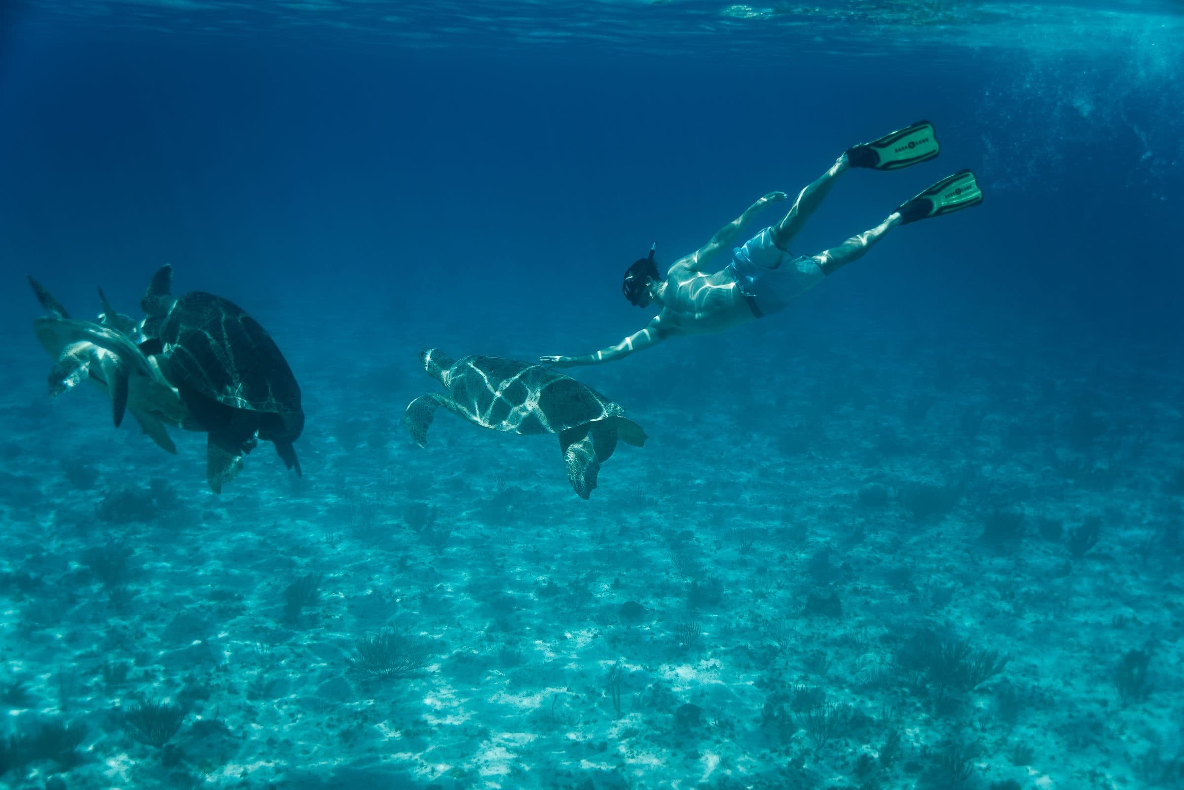 Snorkeling with sea turtles