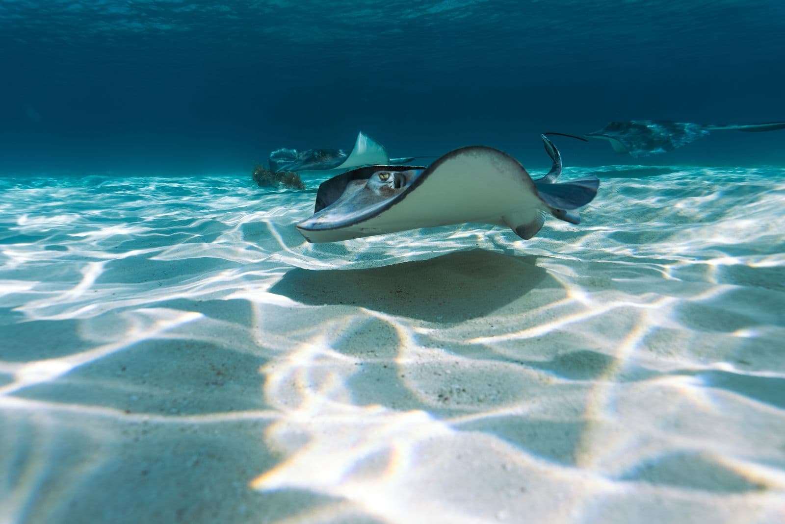 Stingray City